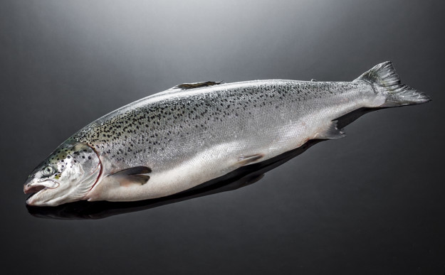 Zalm heel