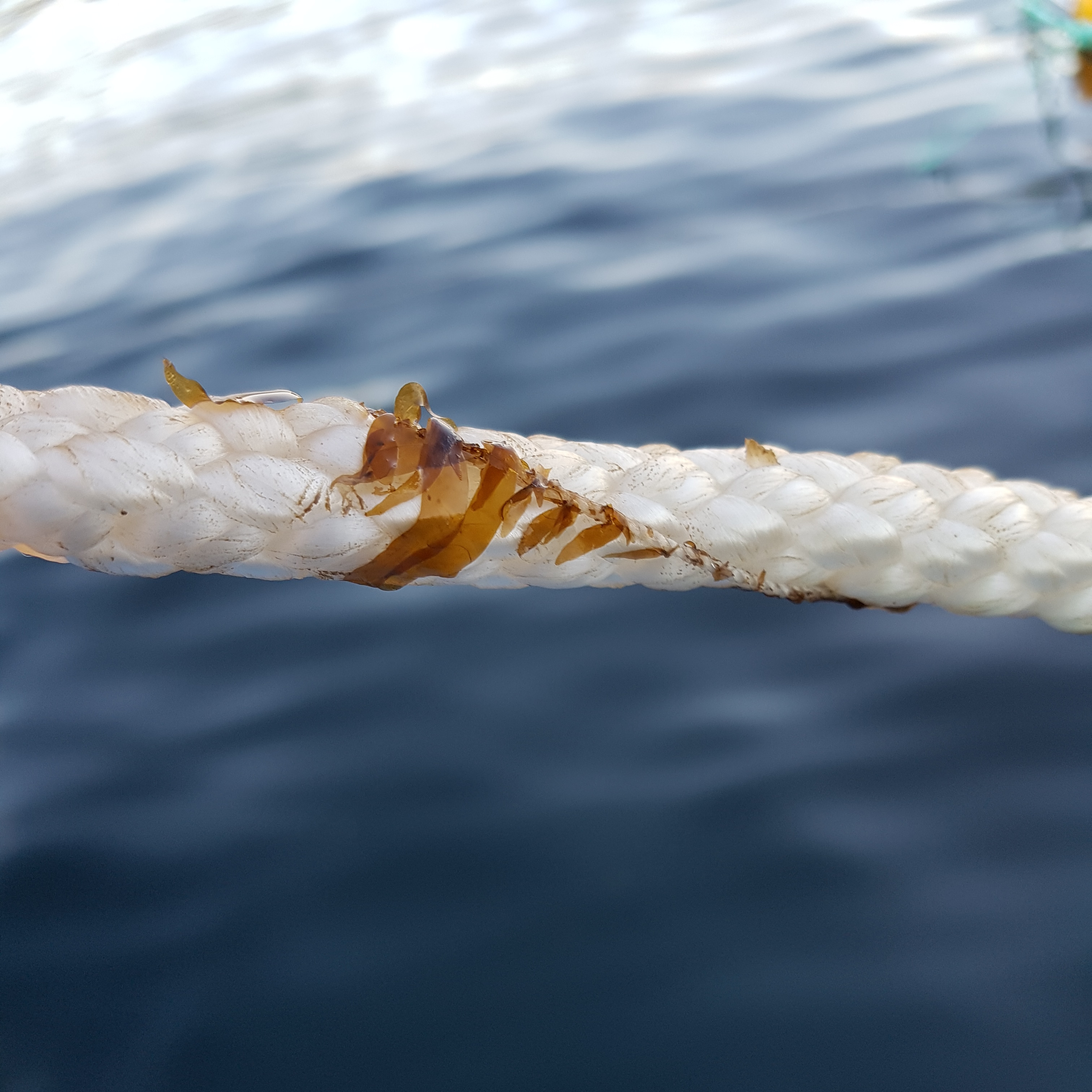 Sugar kelp being moved into the sea 