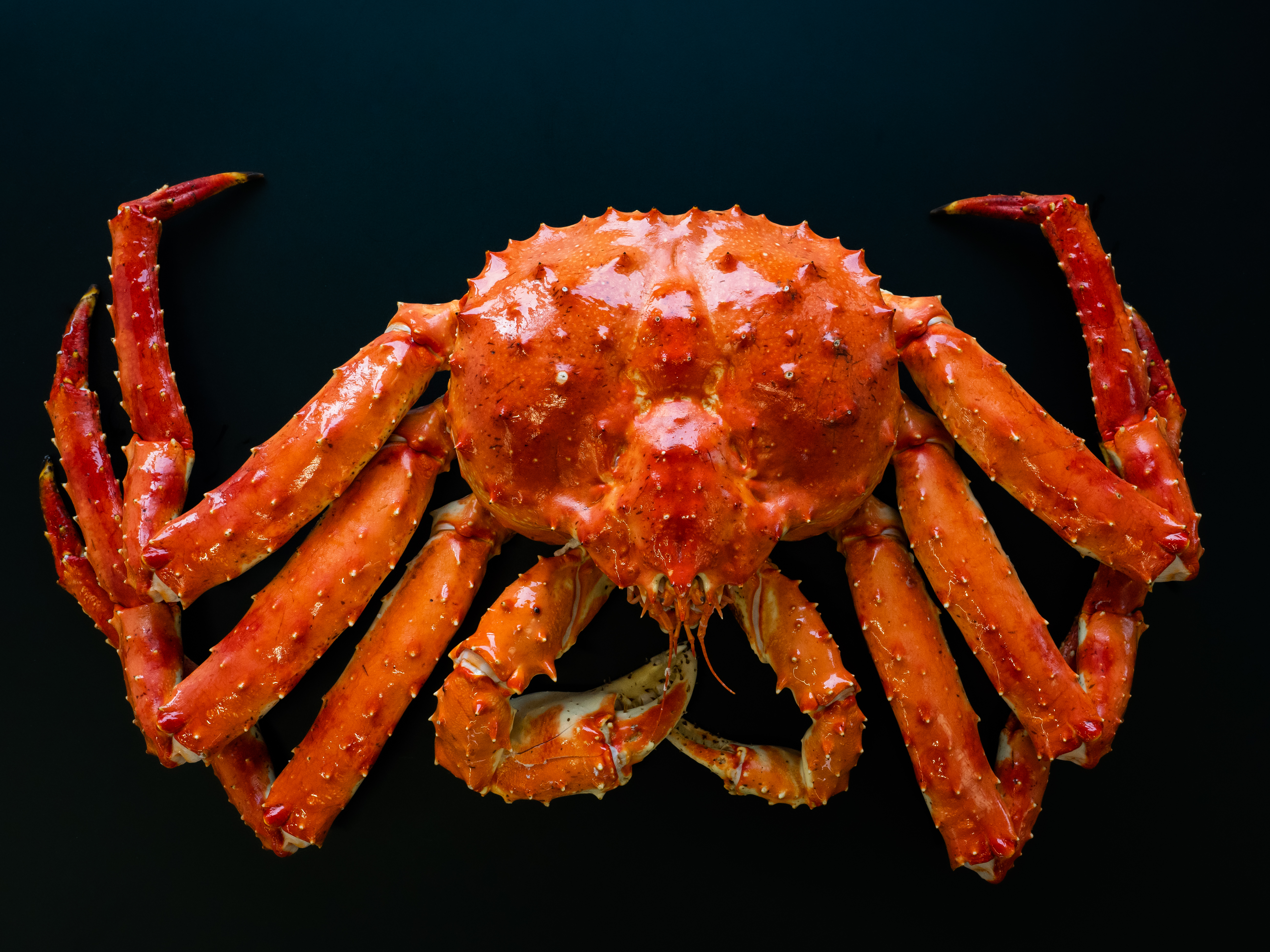 Norwegian Red King Crab